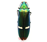 Megaloxantha daleni kyokoae (Malaysia)